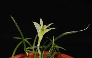 Dendrobium masarangense