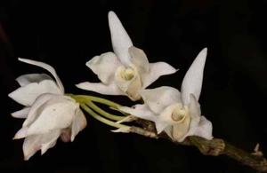 Dendrobium moniliforme