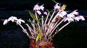 Dendrobium moniliforme