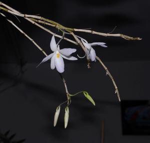 Dendrobium montanum