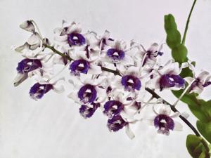Dendrobium nindii