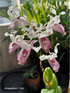 Dendrobium nindii
