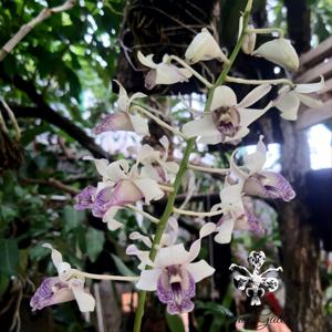 Dendrobium nindii