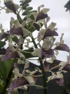 Dendrobium nindii