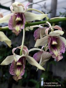Dendrobium nindii