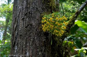 Dendrobium ochreatum