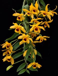 Dendrobium ochreatum