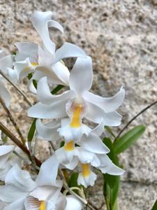 Dendrobium odoratum