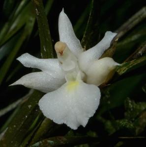 Dendrobium oxychilum