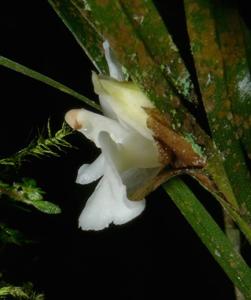 Dendrobium oxychilum
