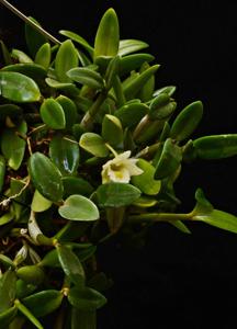 Dendrobium pachyphyllum