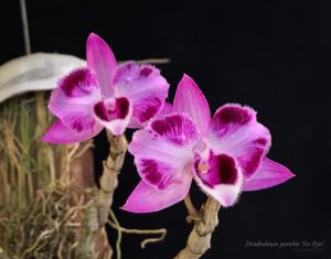 Dendrobium parishii