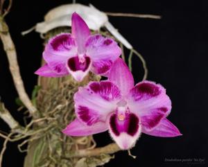 Dendrobium parishii