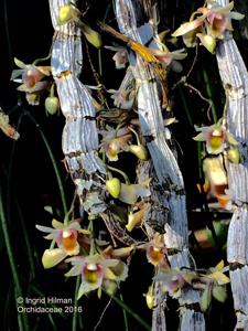 Dendrobium platygastrium