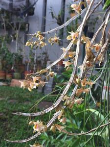 Dendrobium platygastrium