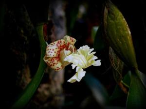 Dendrobium plicatile