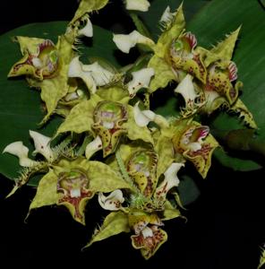 Dendrobium polysema
