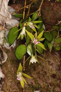 Dendrobium pugioniforme