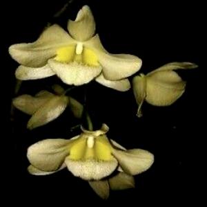 Dendrobium pulchellum