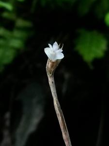 Dendrobium rhodostele