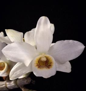 Dendrobium rhombeum