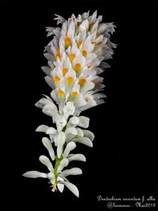 Dendrobium secundum var. album