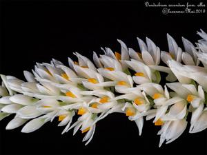 Dendrobium secundum var. album