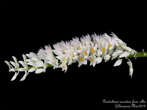 Dendrobium secundum var. album