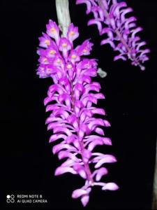 Dendrobium secundum