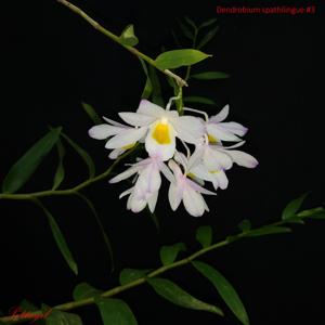 Dendrobium spathilingue