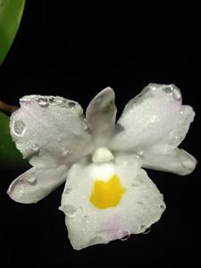 Dendrobium spathilingue