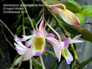 Dendrobium spathilingue