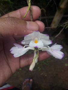 Dendrobium spathilingue