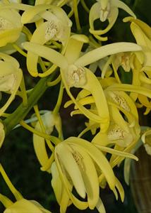 Dendrobium speciosum var. curvicaule
