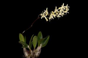 Dendrobium speciosum var. pedunculatum