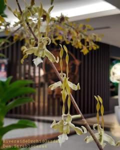 Dendrobium strebloceras