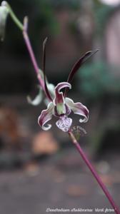 Dendrobium strebloceras