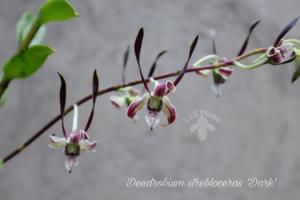 Dendrobium strebloceras
