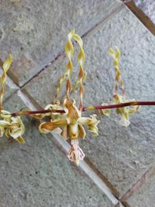 Dendrobium strebloceras