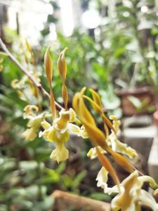 Dendrobium strebloceras