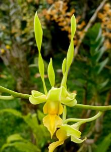 Dendrobium strepsiceros
