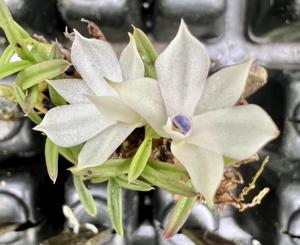 Dendrobium subuliferum