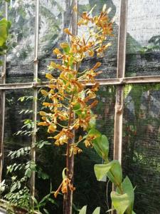 Dendrobium sylvanum