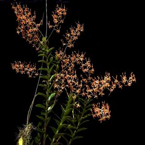 Dendrobium tangerinum