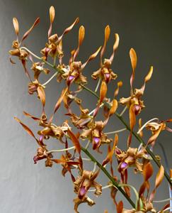 Dendrobium tangerinum