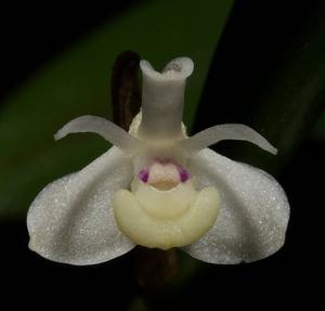 Dendrobium taylorii
