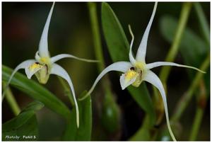 Dendrobium tentaculatum