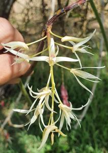 Dendrobium teretifolium