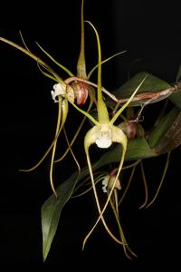 Dendrobium tetragonum var. cacatua