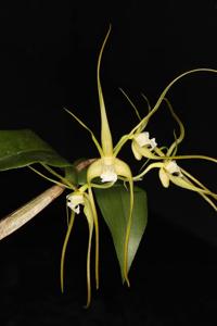Dendrobium tetragonum var. cacatua